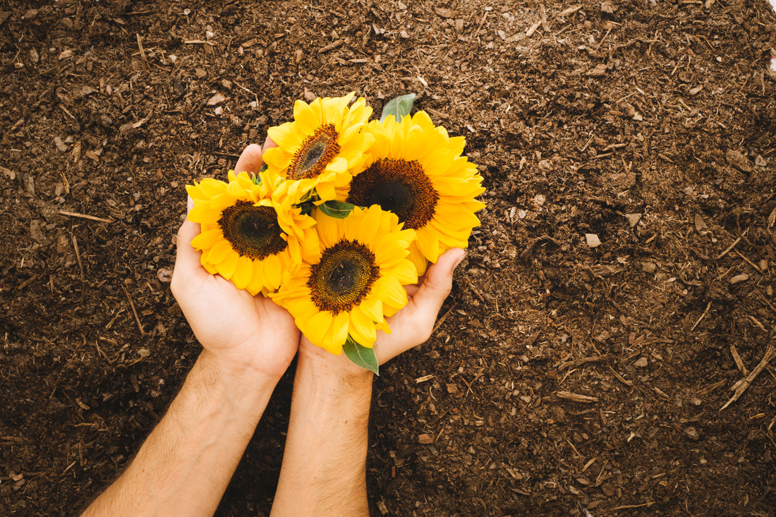 How to Successfully Plant and Grow Sunflowers from Seed